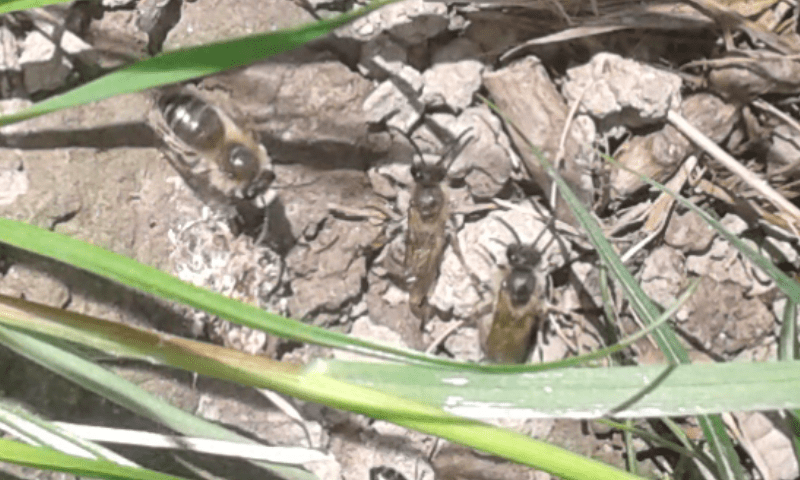 Api che nidificano nel terreno:  Colletes cunicularius